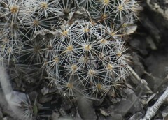 Escobaria emskoetteriana