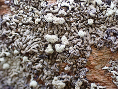 Physcia caesia