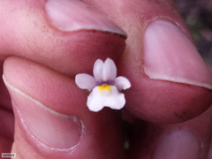 Nemesia bicornis