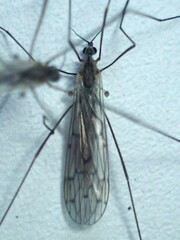 Symplecta cana
