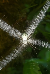 Argiope submaronica