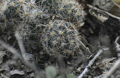 Escobaria emskoetteriana