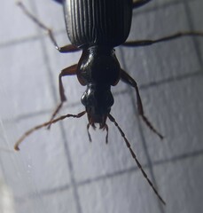 Limodromus assimilis