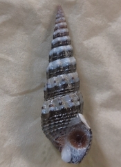 Batillaria zonalis