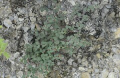 Euphorbia cinerascens