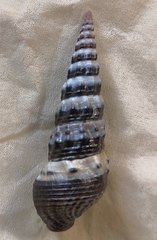 Batillaria zonalis