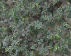 Euphorbia cinerascens