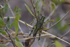 Campylacantha olivacea