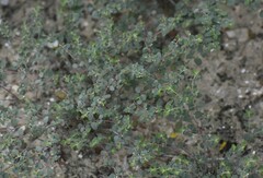 Euphorbia cinerascens