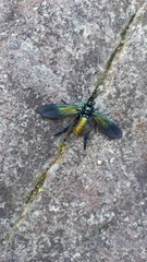 Macrocneme chrysitis