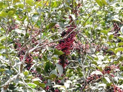 Memecylon umbellatum