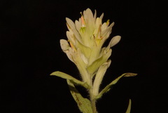 Castilleja septentrionalis