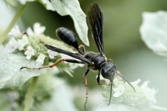 Isodontia auripes
