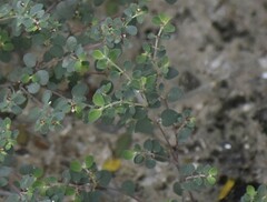 Euphorbia cinerascens