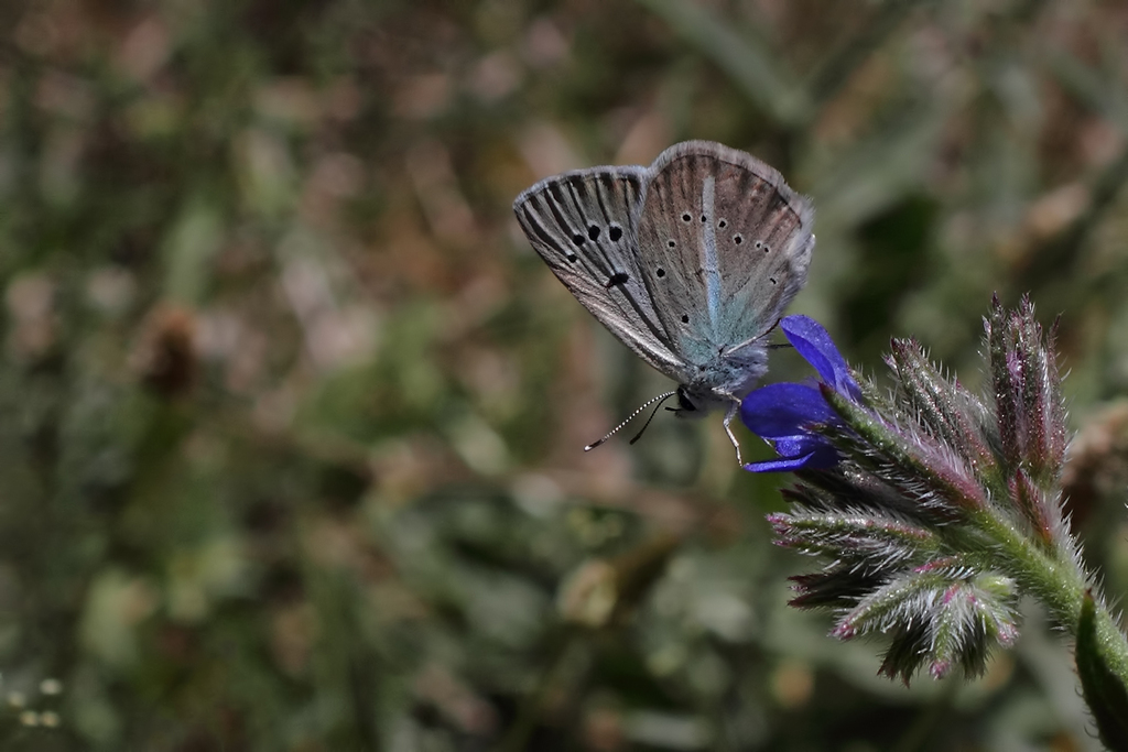 Polyommatus surakovi