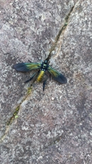 Macrocneme chrysitis