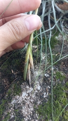 Tillandsia schiedeana