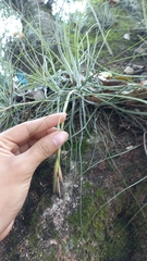 Tillandsia schiedeana