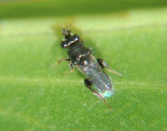 Schwarzella