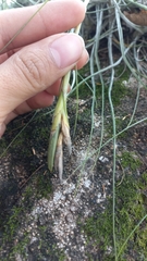 Tillandsia schiedeana