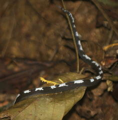 Asthenodipsas malaccanus