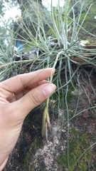 Tillandsia schiedeana