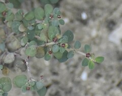 Euphorbia cinerascens