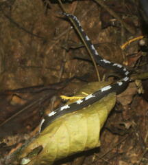 Asthenodipsas malaccanus