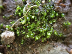 Sphaerocarpos texanus