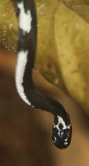 Asthenodipsas malaccanus