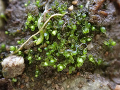 Sphaerocarpos texanus