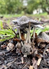 Coprinopsis cinerea