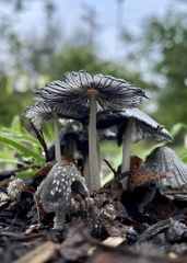 Coprinopsis cinerea