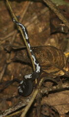 Asthenodipsas malaccanus