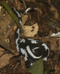 Asthenodipsas malaccanus