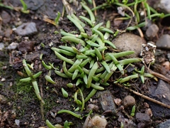 Plagiobothrys scouleri