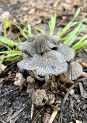 Coprinopsis cinerea