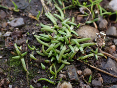 Plagiobothrys scouleri