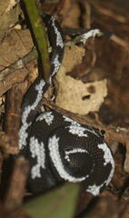 Asthenodipsas malaccanus