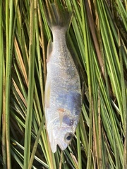 Bairdiella chrysoura