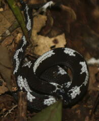 Asthenodipsas malaccanus