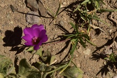 Calandrinia colchaguensis