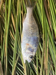 Bairdiella chrysoura