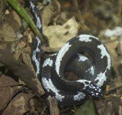 Asthenodipsas malaccanus