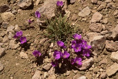 Calandrinia colchaguensis