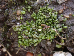 Sphaerocarpos texanus