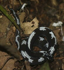 Asthenodipsas malaccanus