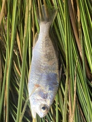 Bairdiella chrysoura