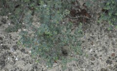 Euphorbia cinerascens