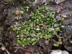 Sphaerocarpos texanus